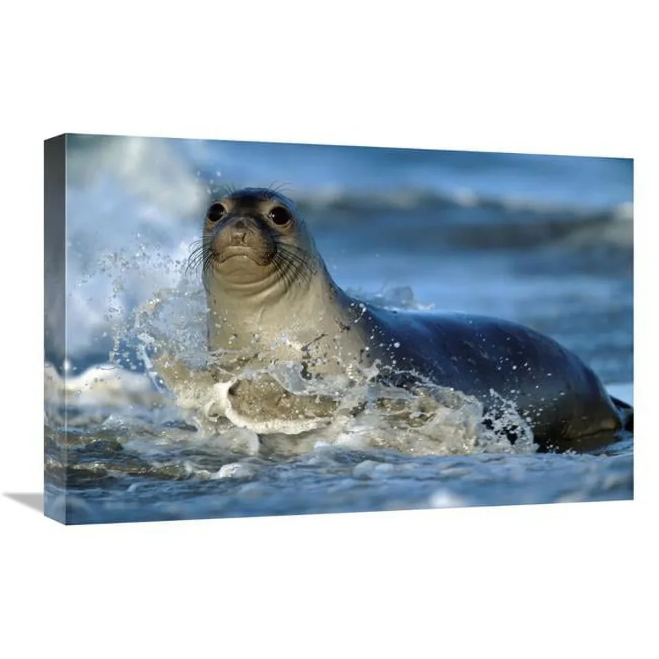 Home Global Gallery 16 x 24 in. Northern Elephant Seal Female in Splashing Surf, North America Art Print - Tim Fitzharris